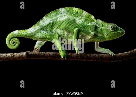 Usambara dreihörniges Chamäleon (Trioceros deremensis) weiblich Stockfoto