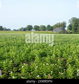 Weißblühendes Kartoffelfeld und alter Bauernhof in achterhoek bei doetinchem in den niederlanden Stockfoto