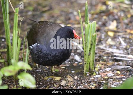 Mittleres Vordergrundbild eines Erwachsenen, der im Sommer in Großbritannien in Richtung Kamera geht Stockfoto