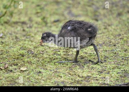 Gemeine Moorhen (Gallinula chloropus) Huhn, der von rechts nach links mit dem Schnabel zum Boden geht, im Juni in Großbritannien aufgenommen Stockfoto