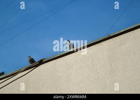 Tauben sitzen auf der Traufe eines Gebäudes vor blauem Himmel und Drähten Stockfoto