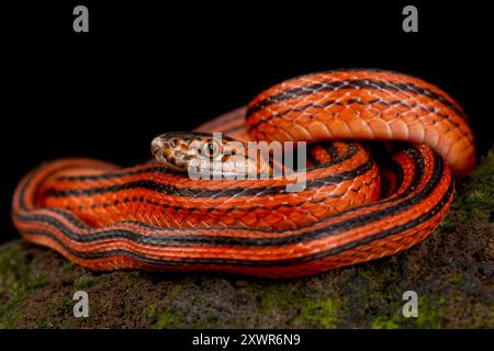 Rot-schwarz gestreifte Schlange (Bothrophthalmus lineatus) Stockfoto