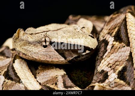 Westafrikanische Gaboon Viper (Bitis Rhinoceros) Stockfoto