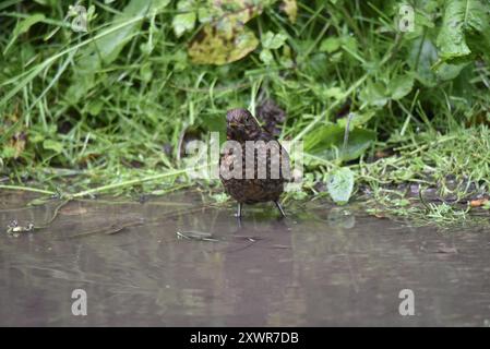 Jungbarsch (Turdus merula) in seichtem, schlammigem Regenwasser, mit Blick auf die Kamera, vor grünem Laub Hintergrund, aufgenommen in Großbritannien Stockfoto