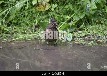 Junger gemeiner Schwarzvogel (Turdus merula) im Schlammwasser vor grünem Laubgrund, Kopf nach rechts gedreht, aufgenommen im Juni in Großbritannien Stockfoto