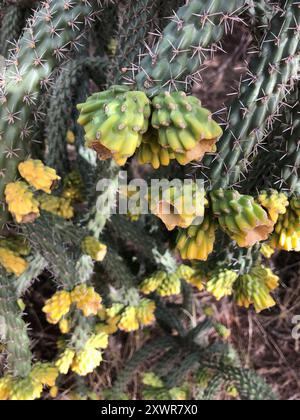 Walkingstockkaktus (Cylindropuntia imbricata spinosior) Plantae Stockfoto