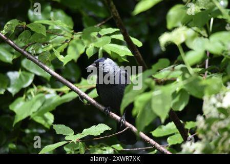 Westlicher Jackdaw (Corvus monedula), der auf einem diagonalen Zweig im Vordergrund des Bildes thront, mit nach links gedrehtem Kopf, vor einem grünen Hintergrund, in Großbritannien Stockfoto