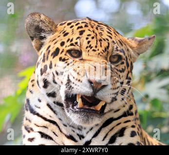 Jaguar Frauenporträt mit grünem Hintergrund Stockfoto