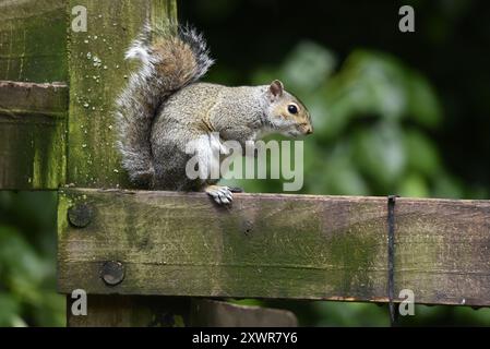 Graues Eichhörnchen (Sciurus carolinensis) im rechten Profil auf einem Holzzaun mit Schwanz gegen Holzpfosten, Vorderpfoten bis Brust, in Großbritannien Stockfoto