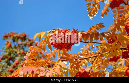 Reife und saftige Bündel von Heidelbeeren, die an einem Zweig vor blauem Himmel hängen Stockfoto