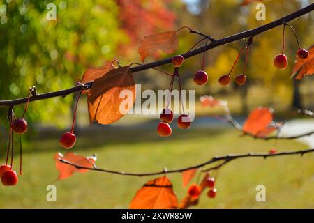 Reife Krabbenäpfel hängen in der Herbstsaison hintereinander an einem Baumzweig Stockfoto