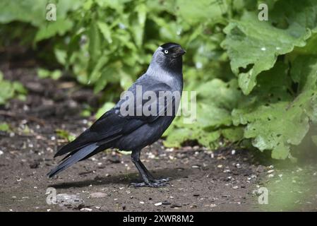 Nahaufnahme eines Westernjakdaw (Corvus monedula), der auf dem Boden steht, grünes Laub nach rechts, im rechten Profil mit Auge auf Kamera, aufgenommen in Großbritannien Stockfoto