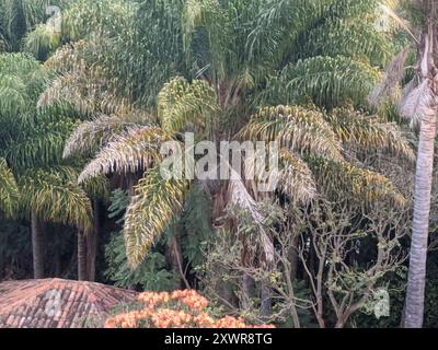 Schwarz belüftete Oriole (Icterus wagleri) Aves Stockfoto