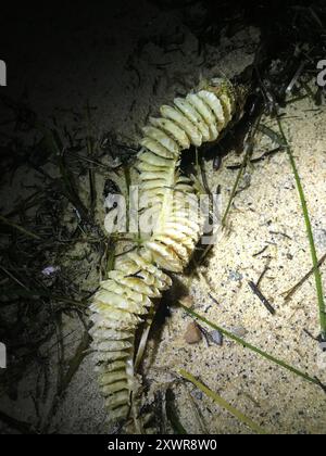 Channeled Whelk (Busycotypus canaliculatus) Mollusca Stockfoto