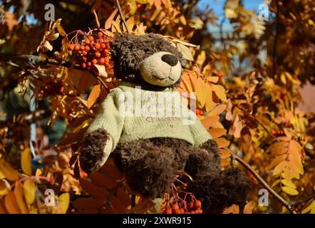 Teddybär sitzt im Herbst auf einem rowan-Zweig Stockfoto