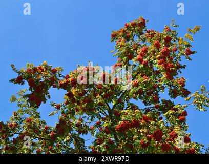 Der vogelbaum mit Reifen roten Äpfeln vor dem blauen Himmel Stockfoto