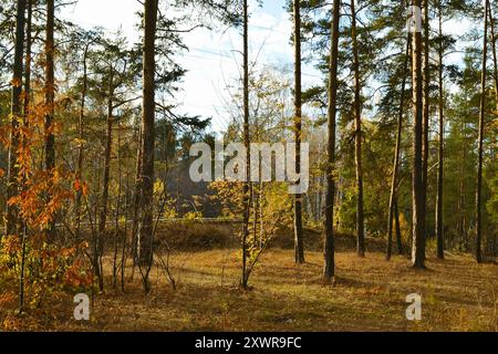 Die hohen, schlanken Stämme der Kiefern im Herbstwald unter der Abendsonne Stockfoto