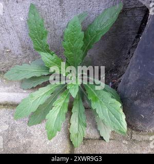 Tropischer Pferdegras (Erigeron sumatrensis) Plantae Stockfoto