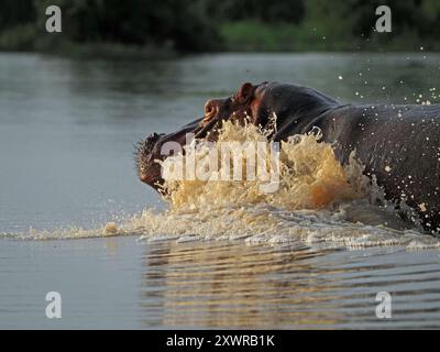 Flusspferd (Hippopotamus amphibius) mit bunten Schnauzenplätschern, während es durch das Wasser im Manze-See, Nyerere-Nationalpark, Tansania fließt Stockfoto