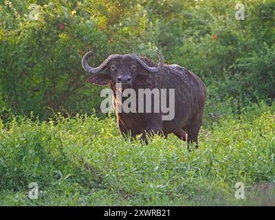Einzelner alter Bulle Cape Buffalo (Syncerus Caffer) mit Fliegen um Hörner, die sich entlang des Rufiji River Kanals, Nyerere National Park, Tansania, abkühlen Stockfoto