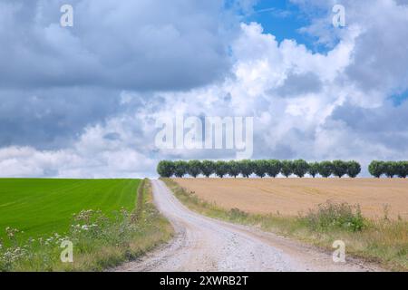 Landstraße / Feldweg und Reihe von weißen Weiden (Salix alba) Bäume entlang Weizenfeld an einem bewölkten Tag im Sommer Stockfoto