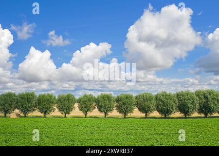 Eine Reihe weißer Weiden (Salix alba) säumt an einem bewölkten Tag im Sommer eine Landstraße/Feldstraße entlang des Feldes Stockfoto