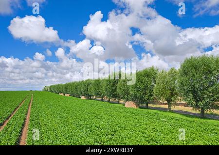 Eine Reihe weißer Weiden (Salix alba) säumt an einem bewölkten Tag im Sommer eine Landstraße/Feldstraße entlang des Feldes Stockfoto