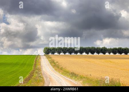 Landstraße / Feldweg und Reihe von weißen Weiden (Salix alba) Bäume entlang Weizenfeld im Sommer an einem bewölkten, regnerischen Tag Stockfoto