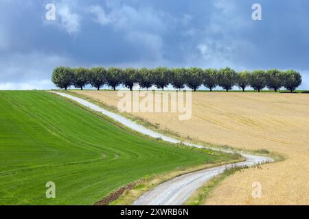 Landstraße / Feldweg und Reihe von weißen Weiden (Salix alba) Bäume entlang Weizenfeld im Sommer an einem bewölkten, regnerischen Tag Stockfoto