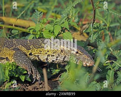 Nilmonitor Echse (Varanus niloticus) sensorisches Zungen-Flimmern und lange scharfe Klauen am Ufer des Manze-Sees, Nyerere-Nationalpark, Tansania Stockfoto