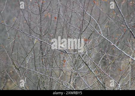 Nördliche Krabbe (Lanius borealis) Aves Stockfoto