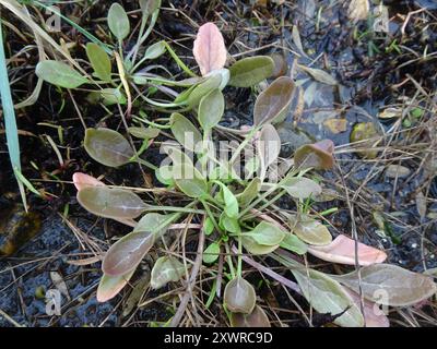 Englisch Scurvygrass (Cochlearia anglica) Plantae Stockfoto