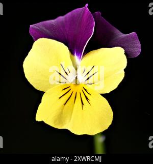 Studio-Aufnahme (Bild gestapelt) einer „violetten Flügel“-Viola-Blume vor schwarzem Hintergrund Stockfoto