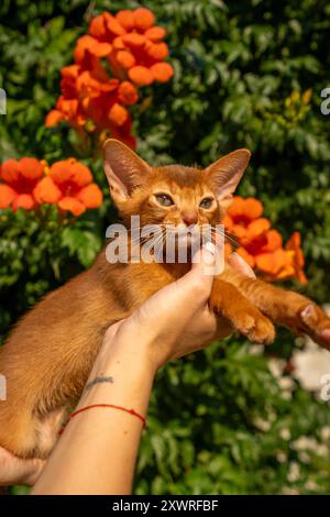 Nahporträt einer braunen süßen abessinierkatze auf grünem Gras in einem Park. Stockfoto