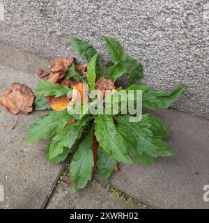 Tropischer Pferdegras (Erigeron sumatrensis) Plantae Stockfoto