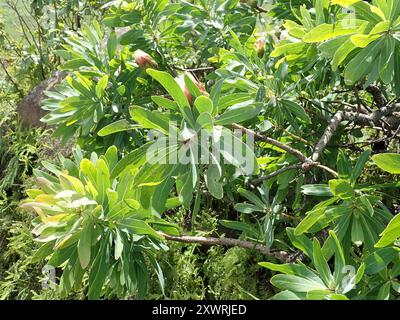 Sugarbush (Protea caffra caffra) Plantae Stockfoto