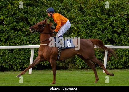 Windsor, Berkshire, Großbritannien. August 2024. DER von Jockey William Carson gerittene NORDIC RUHM gewinnt die Free Digital Racecard bei Raceday-Ready.com Handicap Stakes (Klasse 6) auf der Royal Windsor Racecourse in Windsor, Berkshire, beim Final Fiesta-Rennen am Montag. Besitzer Dare to Dream Racing, Trainer Michael Attwater, Epsom, Züchter Kangyu International Racing, Sponsor daretodreamracing.co.uk. Quelle: Maureen McLean/Alamy Live News Stockfoto