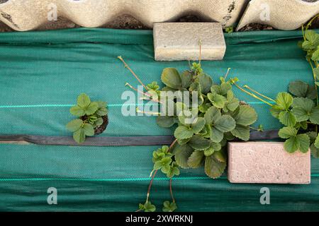 Erdbeersträucher wachsen im Garten im Sommer in der Ukraine, Datscha, wachsen Erdbeeren Stockfoto