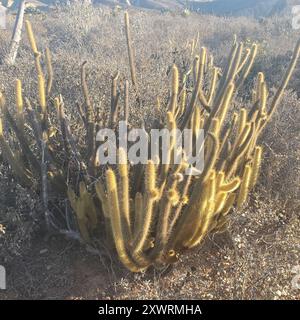 Cereus (Bergerocactus emoryi) Plantae Stockfoto