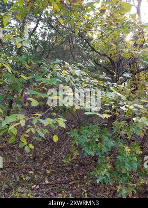 Carolina Sanddorn (Frangula caroliniana) Plantae Stockfoto