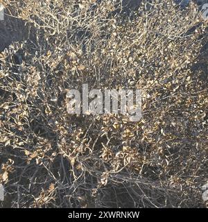 San Diego Bursage (Ambrosia chenopodiifolia) Plantae Stockfoto