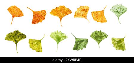 Gingko Biloba Blatt-Aufdruck Aquarellillustration Clip Art. Blätter in herbstlich goldenen, grünen Farben. Herbst-Gingko-Silhouetten in realistischem Stil Stockfoto