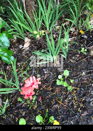 Scharlachrote Kammetjie (Freesia laxa) Plantae Stockfoto