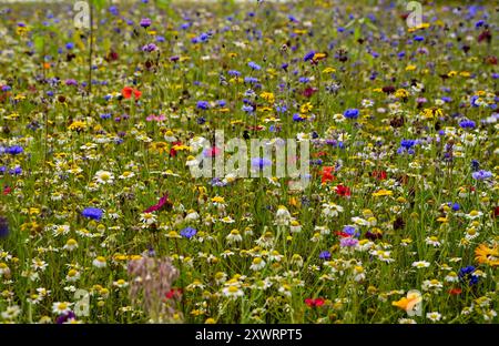 Viele bunte Blumenvarianten auf der Wiese Stockfoto