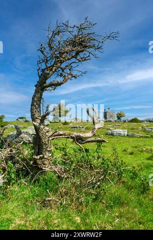 Windgepeitschte Bäume auf Hampsfell, grange-over-Sands, Cumbria. Stockfoto