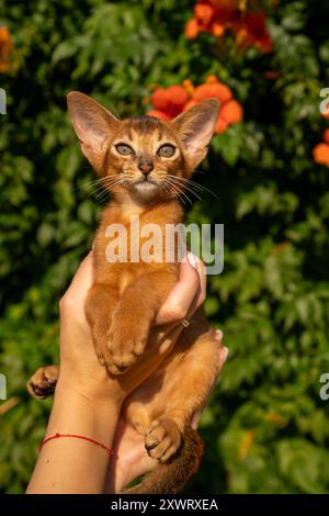 Nahporträt einer braunen süßen abessinierkatze auf grünem Gras in einem Park. Stockfoto