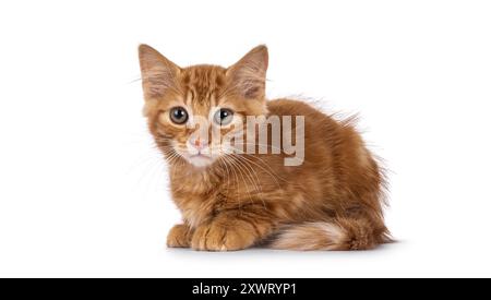 Niedliches Katzenkätzchen aus dem Roten Haus, das sich seitlich hinlegt. Blick neben die Kamera. Isoliert auf weißem Hintergrund. Stockfoto