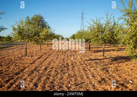 Mandel-Baum-Anbauplantage Stockfoto