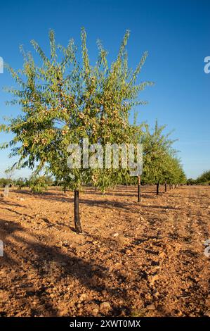 Mandel-Baum-Anbauplantage Stockfoto