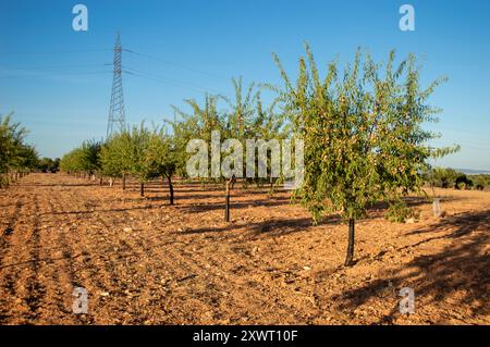 Mandel-Baum-Anbauplantage Stockfoto